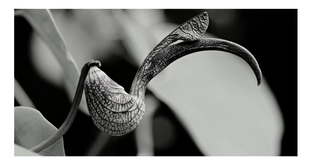La lógica de la empatía para diferenciar autismo y psicopatía. Planta carnívora en blanco y negro.